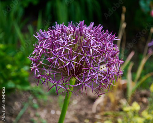 Allium Cistophii