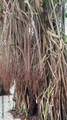 Malaysia, Kuala Lumpur 15.08.2026 - A walk in the park, beautiful Asian trees, palm trees and colorful leaves. Tree root trunks, wooden vines at every step