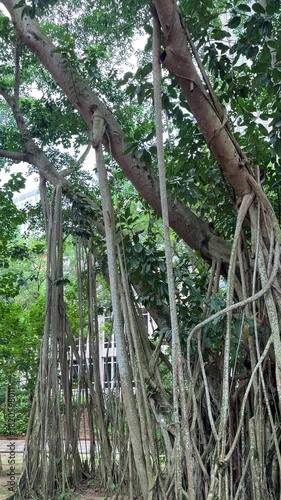 Malaysia, Kuala Lumpur 15.08.2026 - A walk in the park, beautiful Asian trees, palm trees and colorful leaves. Tree root trunks, wooden vines at every step