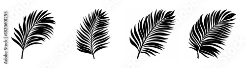 Four black and white palm frond silhouettes isolated on artistic botanical depictions