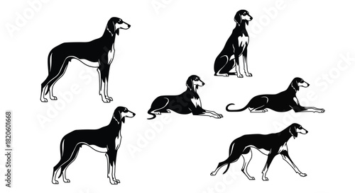 Saluki dog breed vector art illustration black and white image