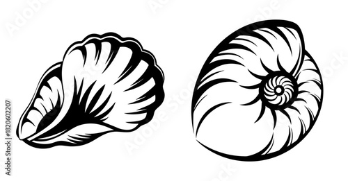 Two detailed drawings of seashells including a nautilus shell and another shell shape