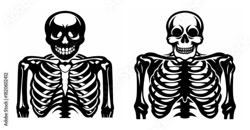 Two detailed human torso skeletons displaying rib cages skull anatomy and bone structure rendered in black and white