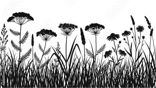Silhouette of a summer meadow with various wild plants and flowers