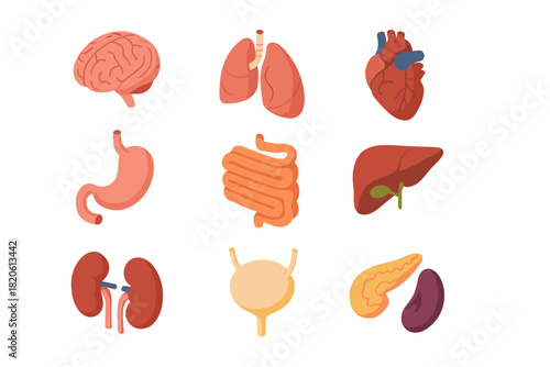Set of nine human internal organs including brain, heart, lungs, liver, stomach, and kidneys
