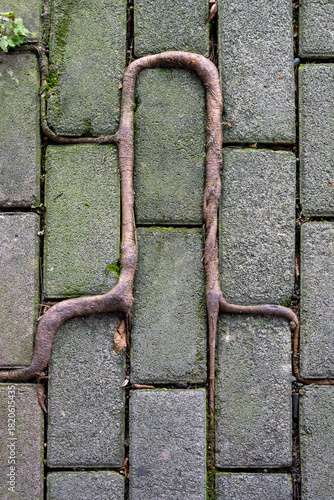 Unique root formation on cobblestone street