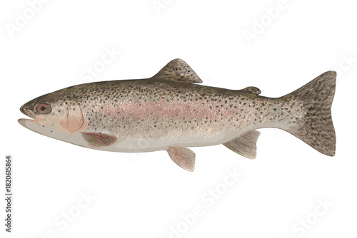 Detailed realistic depiction of a freshwater Rainbow Trout fish isolated on white background
