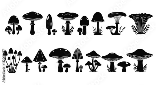 Mushroom vector set collection of different types of mushrooms