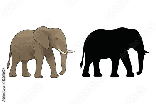 African elephant walking with tusks and a matching black silhouette on white
