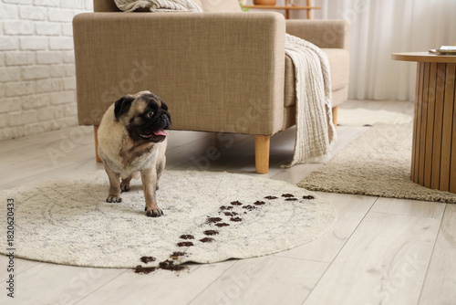 Cute pug dog with muddy paw...