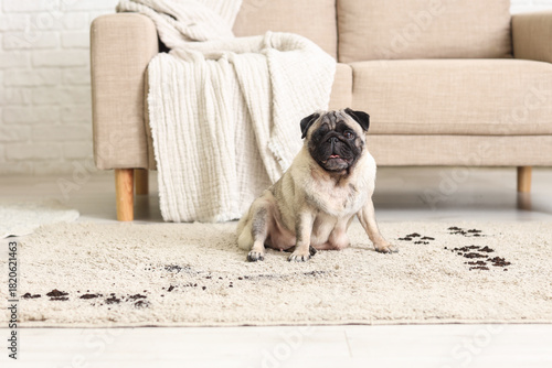 Pug dog with muddy paw prints on carpet at home
