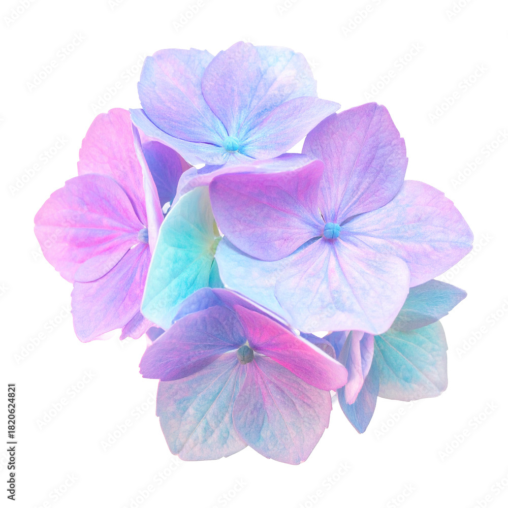 Obraz premium Hydrangea Blooms: A close-up view of delicate hydrangea blooms, their petals painted in a soft, dreamy palette of pastel blues, lavenders, and pinks. Their beauty and intricacy shine through.