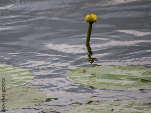 A yellow water lily flower bud emerges from a slender green stem, rising above a broad lily pad in a tranquil pond surrounded by calm reflective waters.