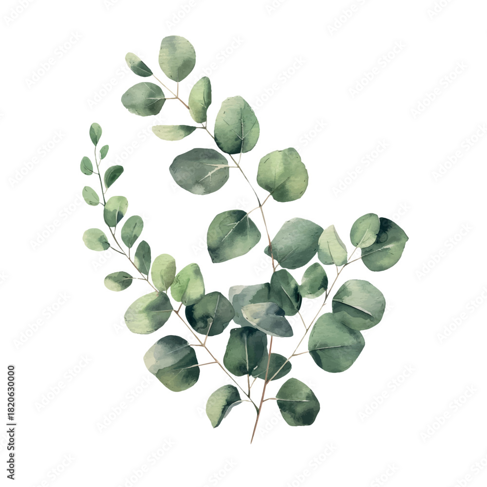 Obraz premium Delicate watercolor eucalyptus branch in soft green tones for branding, packaging and botanical design. Vector