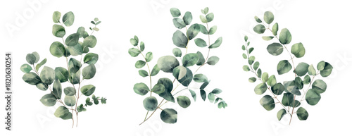 Delicate watercolor eucalyptus branch in soft green tones for branding, packaging and botanical design. Vector watercolour clipart