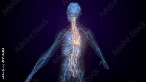 Cuadro en lienzo Male spinal cord nerves anatomy. 3d render