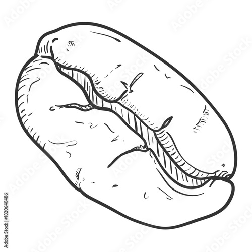 Vector Coffee Bean Sketch Illustration