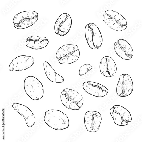 Vector Set of Coffee Bean Sketch Illustration