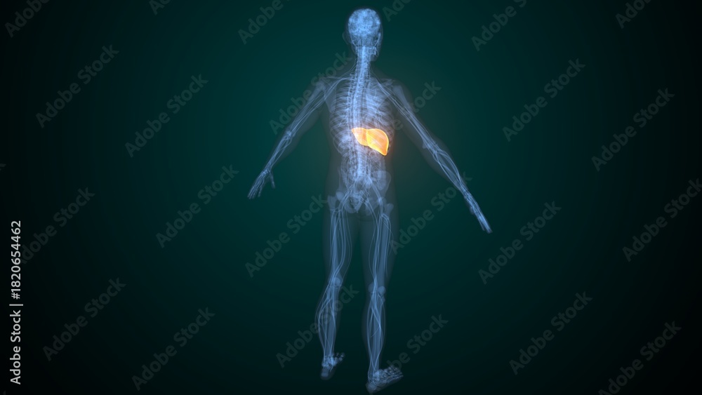 Obraz premium Male liver anatomy. 3d render