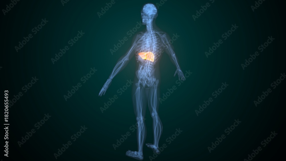 Obraz premium Male liver anatomy. 3d render