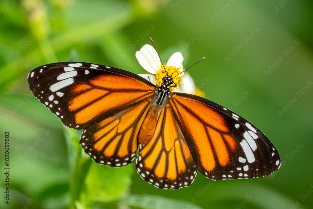 Fototapeta premium Common Tiger butterfly - Danaus genutia, beautiful common butterfly native to the meadows and grasslands of South and Southeast Asia, Vietnam.