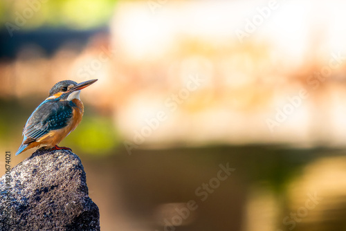 岩にとまるカワセミ