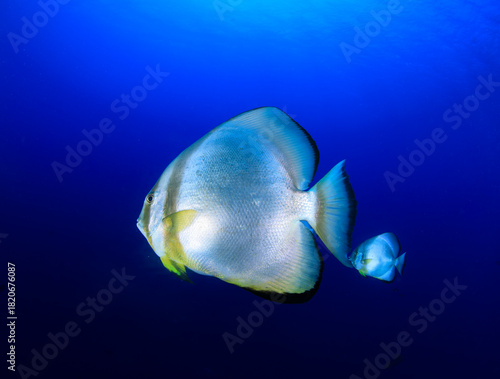 Two batfish swim calmly in the intense blue ocean.