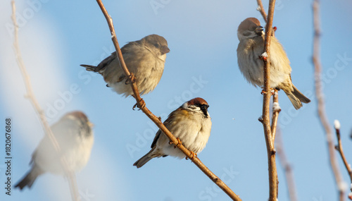 Canvas Print Four birds are sitting on a branch