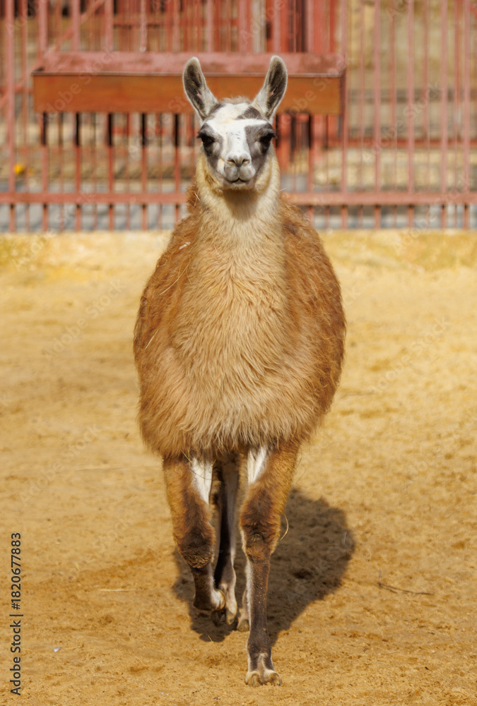 Naklejka premium A brown and white llama is walking in a dirt field