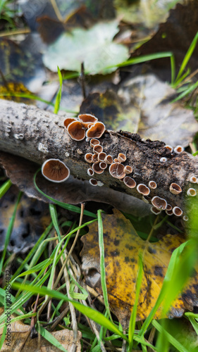 Photography Cluster of Tiny Wild Mushrooms Growing on a Mossy Stick