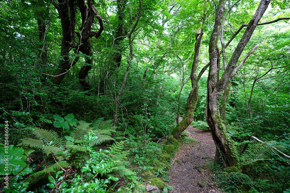 Obraz premium fine spring path through old trees