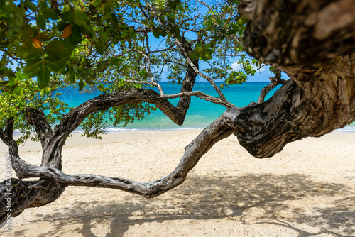 Fototapeta Naklejka Na Ścianę i Meble -  Gnarled Sea Grape Tree Frames Tranquil Caribbean Beach With Sandy Turquoise Sea Under Blue Sky