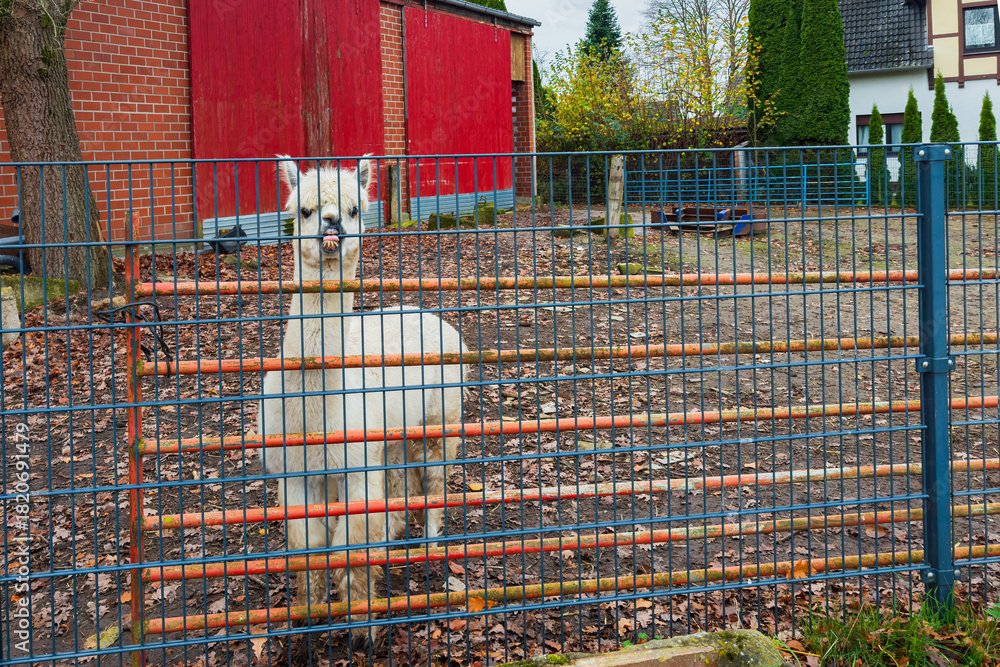 Naklejka premium Llama stands behind a fence in an outdoor enclosure during autumn