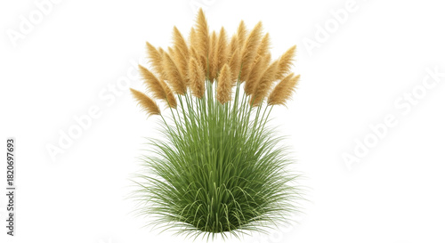 Fotografie Isolated pampas grass plant with beige plumes, a perennial flowering decorative