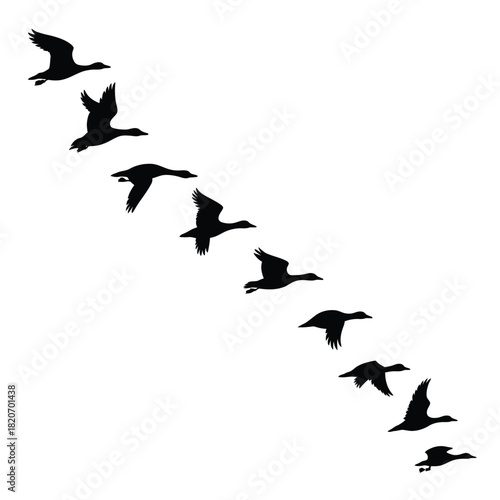 Flock of geese flying in formation silhouette