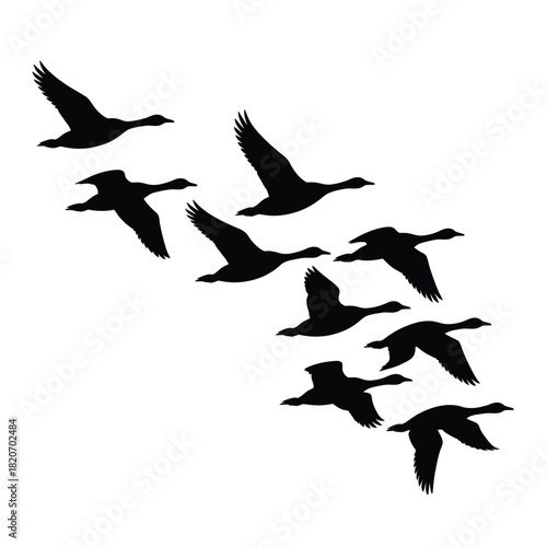 Flock of geese flying in formation silhouette