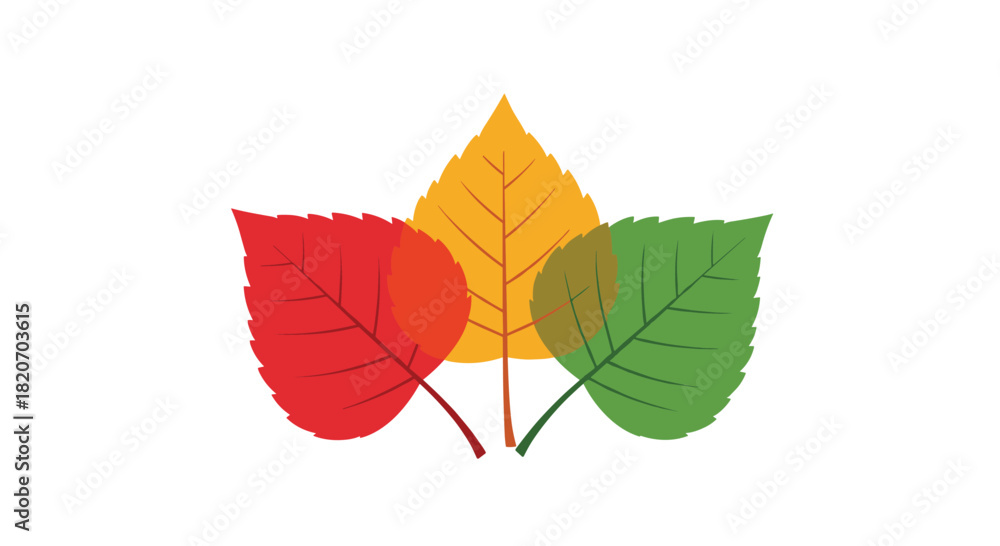Obraz premium Three overlapping and translucent leaves in the colors of the changing seasons from green to yellow and red symbolize the arrival of autumn.