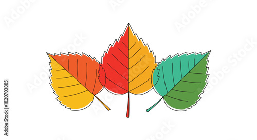 Three stylized autumn leaves in beautiful seasonal colors of green orange and red are depicted in a modern outline vector style.