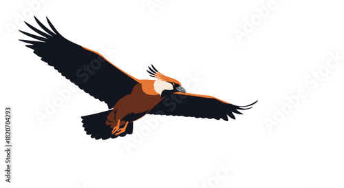 Majestic bird of prey with brown and black plumage and spread wings is soaring gracefully through the air on a white background.