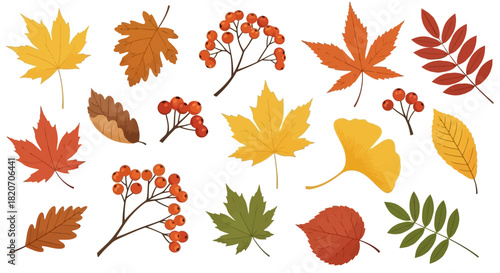 A beautifully illustrated set of diverse autumn foliage, including maple, oak, and ginkgo leaves, alongside bright red rowan berries, perfect for seasonal decoration