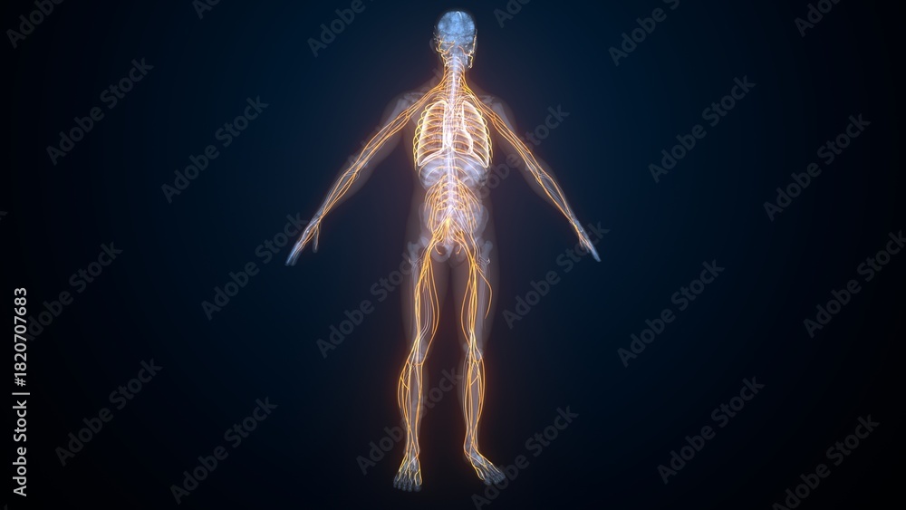 Obraz premium Human nerves anatomy. 3d illustrations