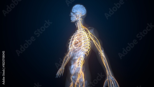 Human nerves anatomy. 3d illustrations