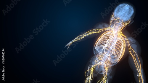 Human nerves anatomy. 3d illustrations