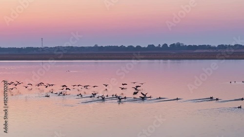 A flock of geese on the lake at sunset, migratory birds in winter.