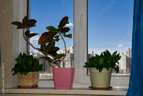 Fototapeta Naklejka Na Ścianę i Meble -  flowers in a windowsill