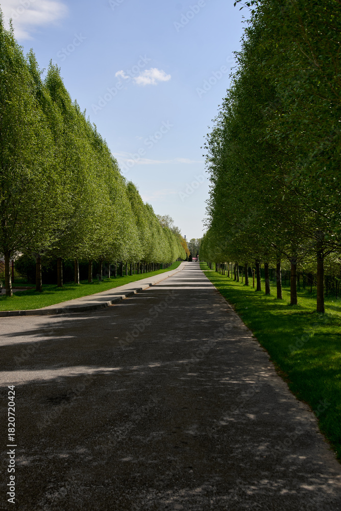 Fototapeta premium road in the park