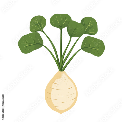 An Imaginary 2D flat icon whole taro root, modern element in vector and EPS format_clean vector_isolated on a white background