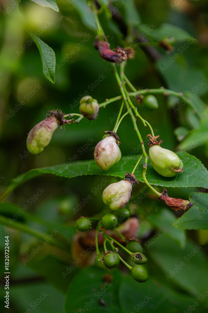 Fototapeta premium Plum fruits affected by Taphrina pruni exhibit hollow deformities in a natural setting during the growing season
