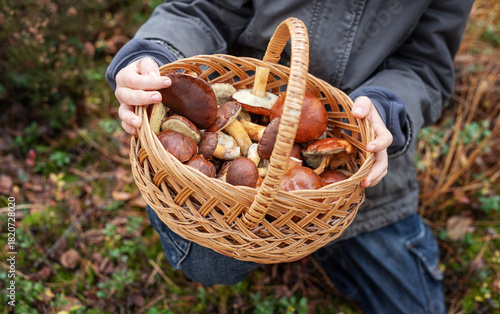 Child holding basket full of wild mushrooms in forest
