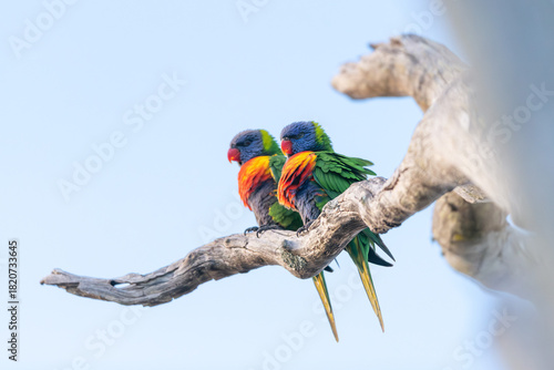 parrot rainbow
